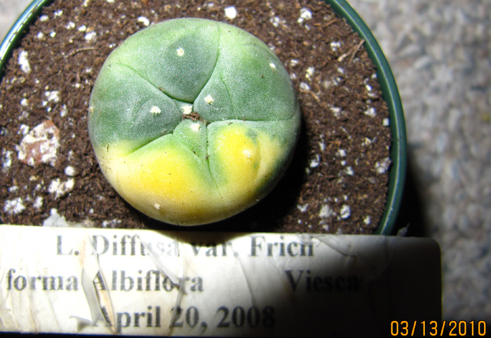 Lophophora Diffusa var. fricii forma albiflora seedling